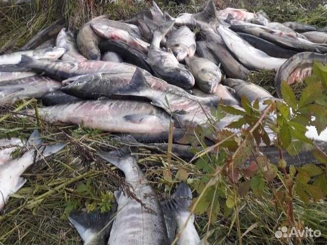 Продам рыбу кету