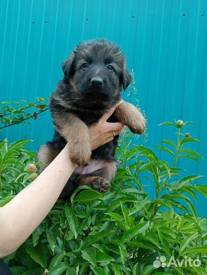 Щенки от немецких овчарок