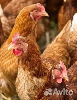 Куры молодки несушки