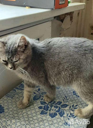 Кошечка Соня ищет дом