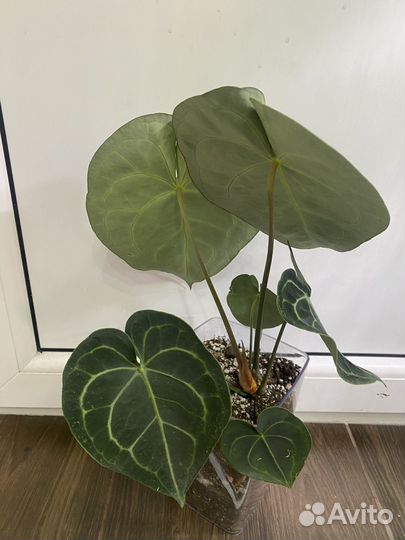 Антуриум кларинервиум