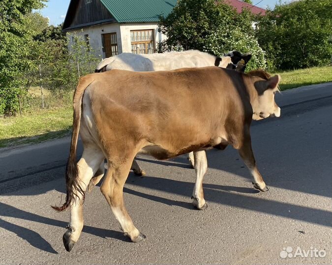 Телка джерси