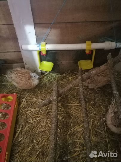 Самцы перепелов. Яйцо инкубационное и столовое