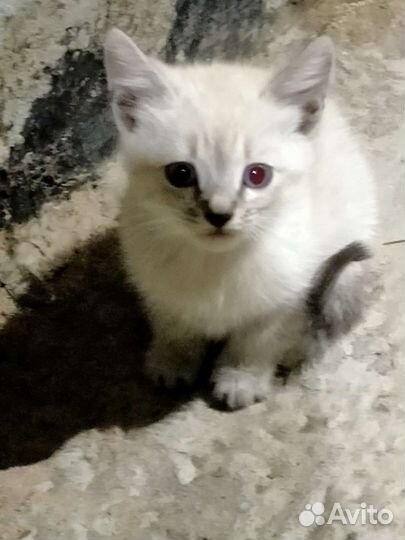 Котята отдам в добрые руки бесплатно