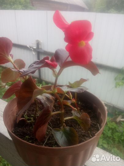 Цветы комнатные