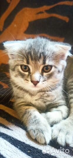 Кошка в дар