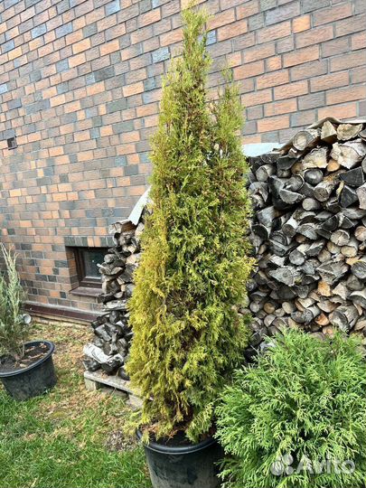 Туя с доставкой с полей