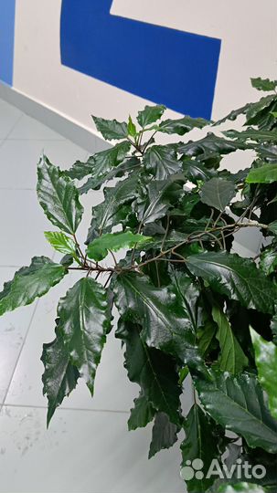 Гибискус китайская роза розовый