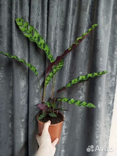 Калатея Лансифолия