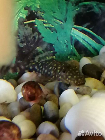 Сомики подросшие