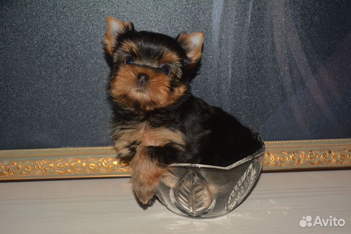 Кнопочка- мини девочка (бронь)