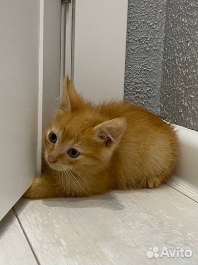 Отдам в хорошие руки рыжего котенка