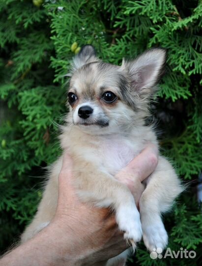 Д-ш мальчик чихуахуа. Видео