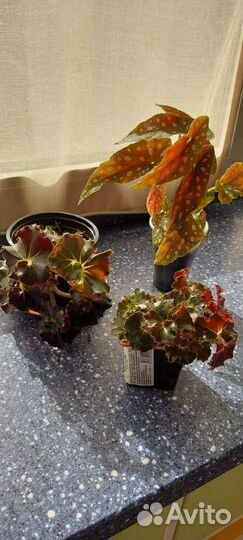 Комнатные декоративно-лиственные растения