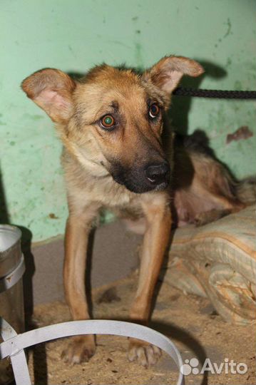 Мелкая собачка в отлове