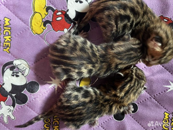 Бенгальские котята