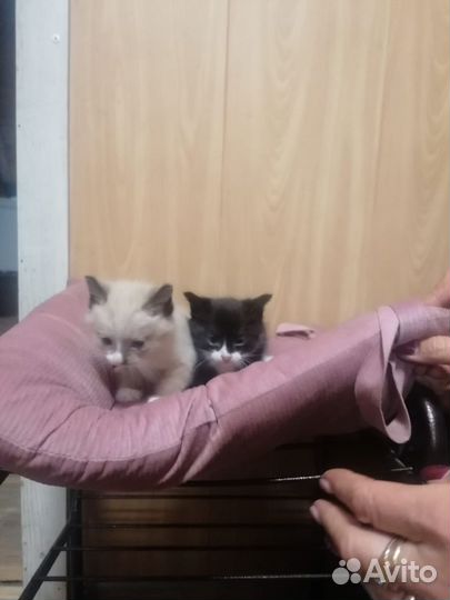 Кошка в дар бесплатно