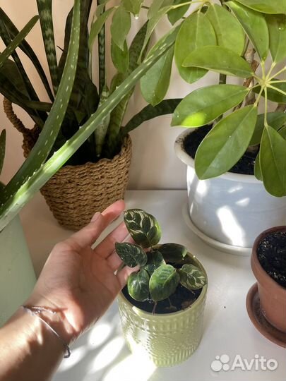 Комнатные растения