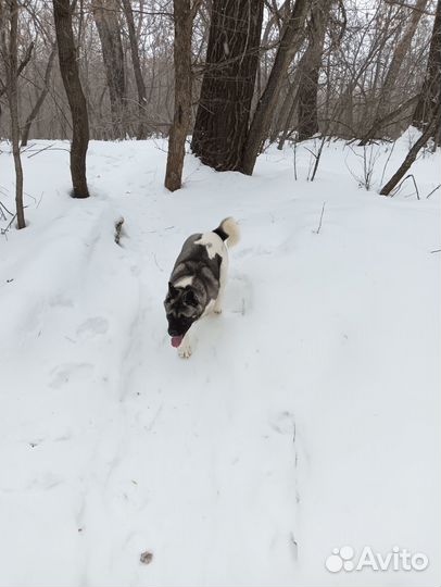 Американская акита