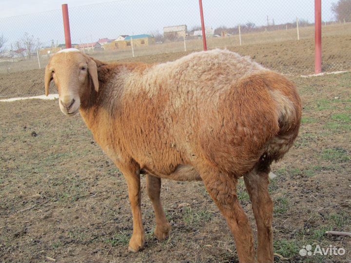 Бараны курдючные живым весом