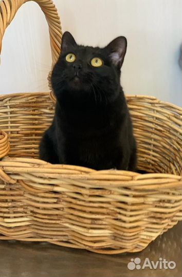 Кошка. в семью