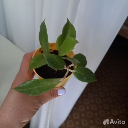 Хойя санрайз