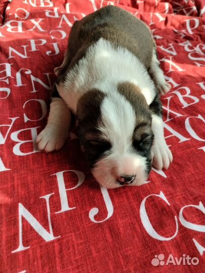 Щенки алабая