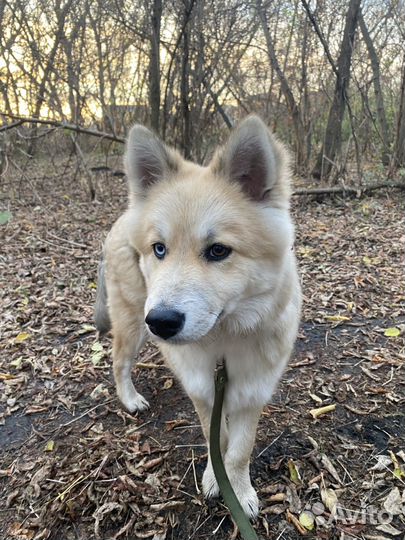 Отдам в добрые руки хаски метис
