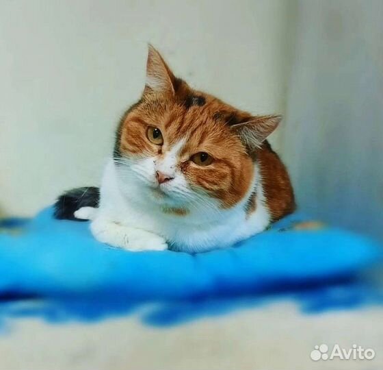 Кошки в добрые руки бесплатно