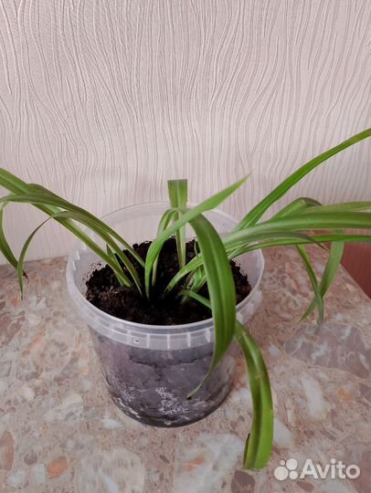 Хлорофитум