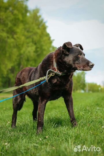 Спокойный и послушный пес бесплатно