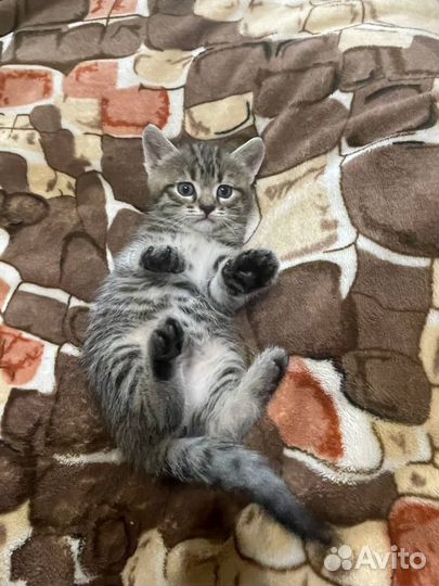 Котёнок девочка в добрые руки бесплатно