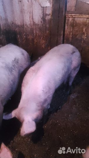 Хряк на племя