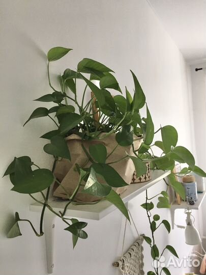 Эпипремнум