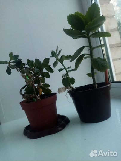 Гиппеаструм, монстера,сансевиерия, каланхоэ