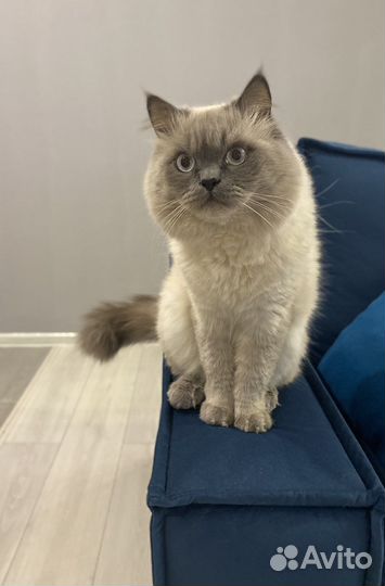 Вязка с британцем