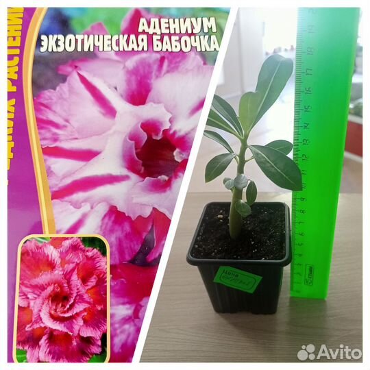 Черенки адениума