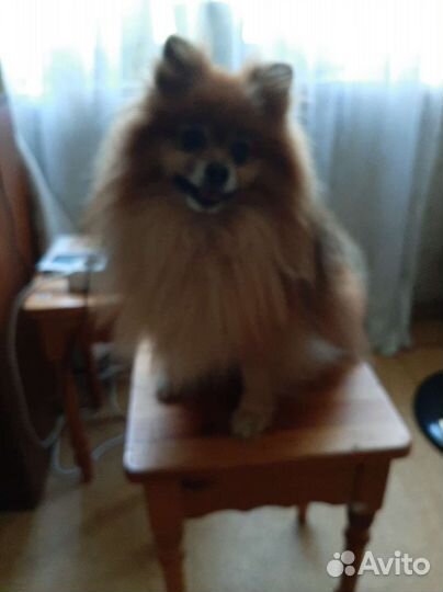 Померанский шпиц вязка кобель