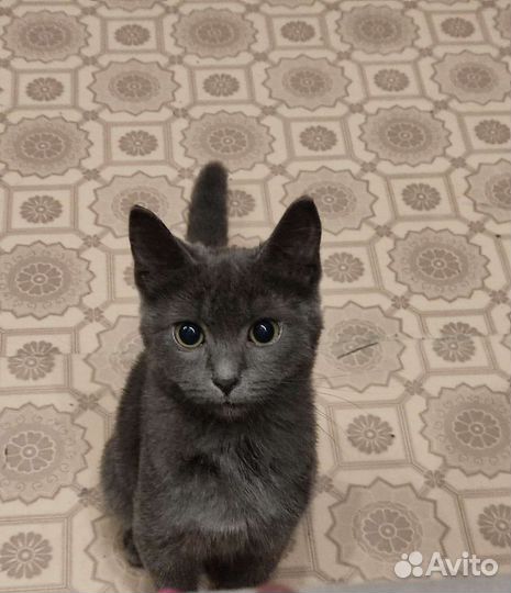 Отдам кошечку