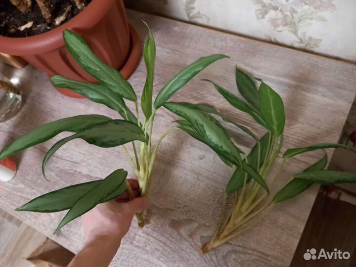 Аглаонема вайт ленс