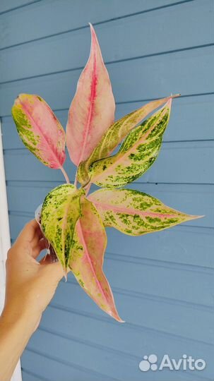 Аглаонема white rose, aladdin, Brilliantly green