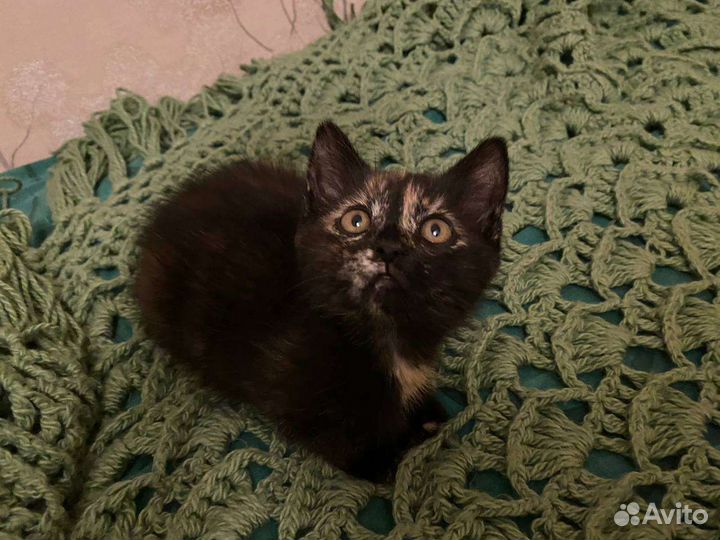 Котенок-девочка трехцветная