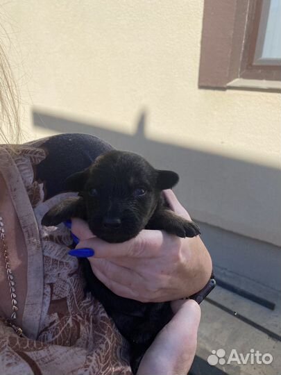 Собака в добрые руки щеноки