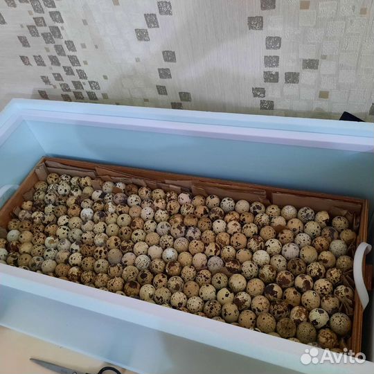 Перепела. Птица. Яйцо перепелиное. Мясо перепела