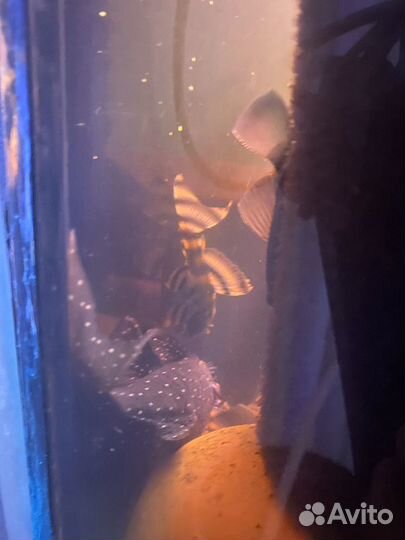 Номерные L-сомы