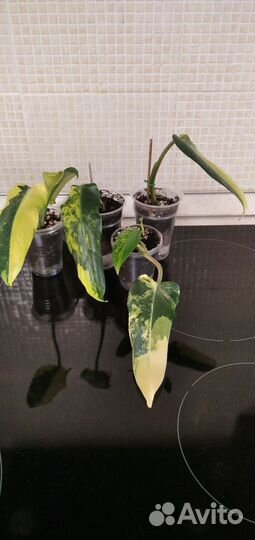 Филодендроны