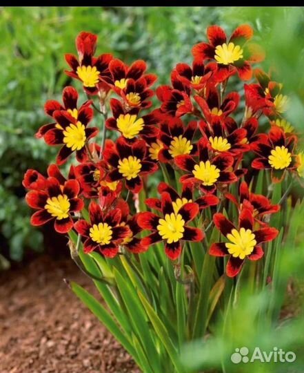 Спараксис цветы