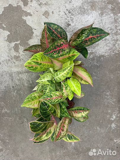 Аглаонема микс