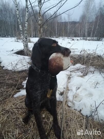 Элитные щенки дратхаара