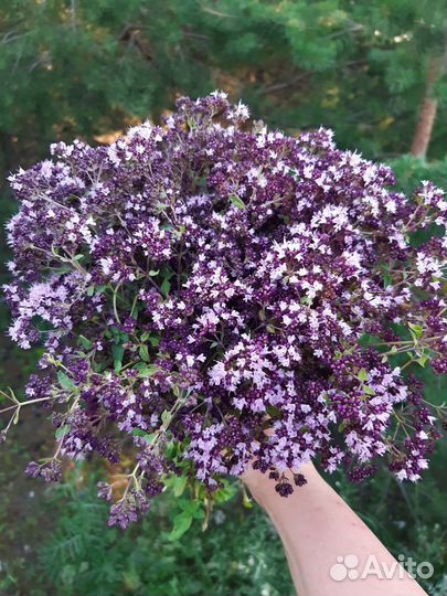 Душица в сушеном виде